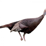 Female turkey