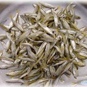 Silver fish(Mukene)