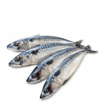 King fish whole  Fish size 3 to 10 kg A carton Approx-25 Kgs