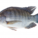 Tilapia