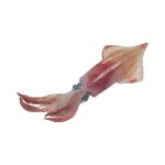 Baby  squid whole  3-4 cm  , 10 Kgs Carton IQF