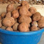 A basin of i rish potatoes