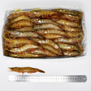 Head On Banana Prawns(HOB) B4  40-50 pc per kg  ( 2KGS X 6 Pcs)