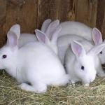 Rabbits