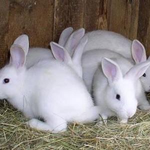 Rabbits