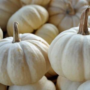 White pumpkin