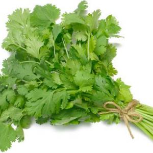 Coriander