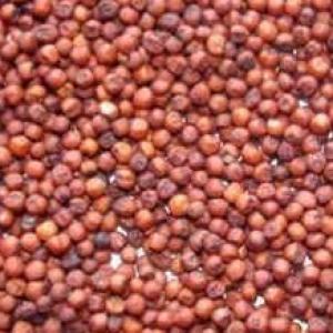 Red sorghum