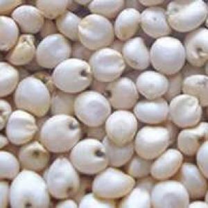 White sorghum