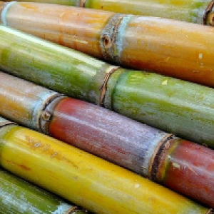 Sugar cane