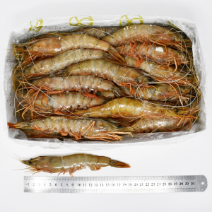 Head On Banana Prawns(HOB) B2  20-30pc per kg  ( 2KGS X 6 Pcs)