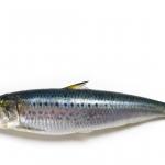 sardine