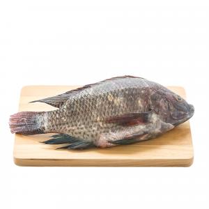 Tilapia