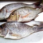 Snapper fish (Changu whole )  1. Changu retail pack 1 kg x 15Pkts  2. Changu Plate Size 300-400 Gms , 15kgs carton