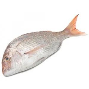 Snapper fillet (White/Red)  800 Gms -1700 Kg Fillet Size – 10 Kg Carton